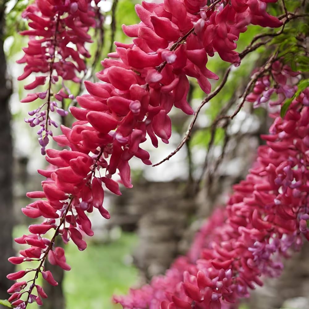 Red Wisteria Creeper Seeds Wisteria sinensis for Planting in Pergola and Flower Fence