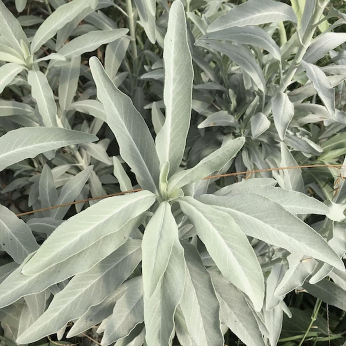California White Sage Seeds for planting in herb garden