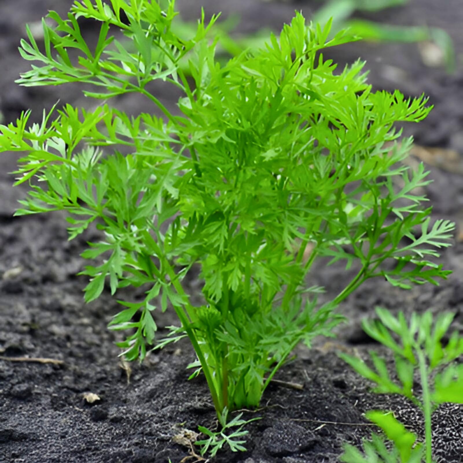 Dill Seeds for Planting Anethum graveolens for herb gardens and vegetable patches
