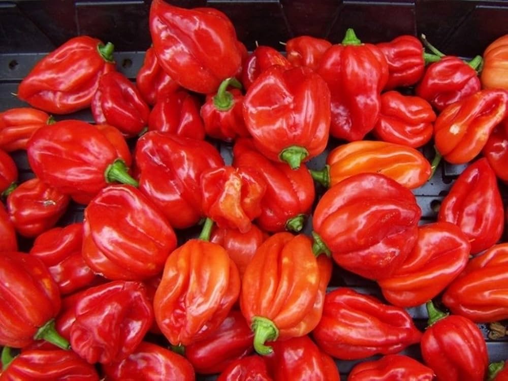 Jamaican Scotch Bonnet Pfeffer for planting in vegetable patch