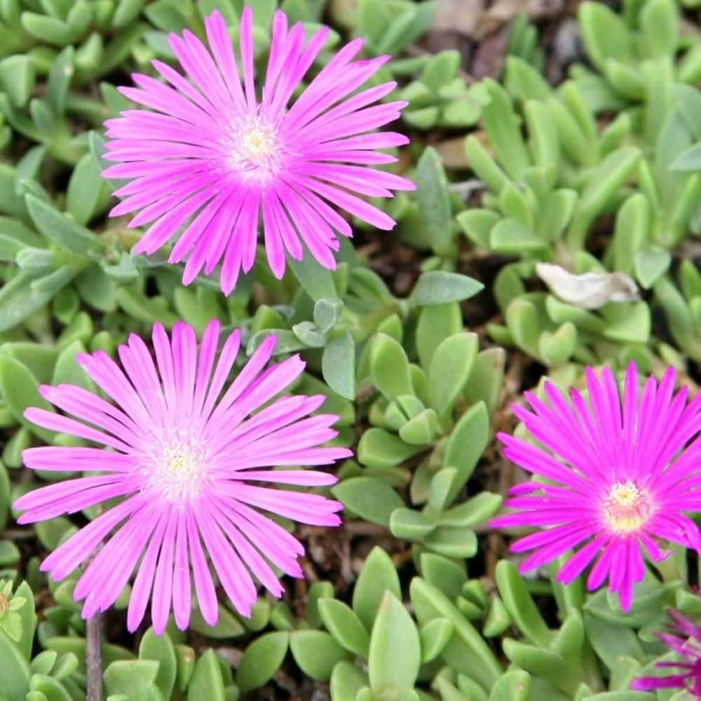 Lampranthus Roseus Flower seeds for Planting - Premium Quality, Heirloom & GMO Free Seeds for Home Garden