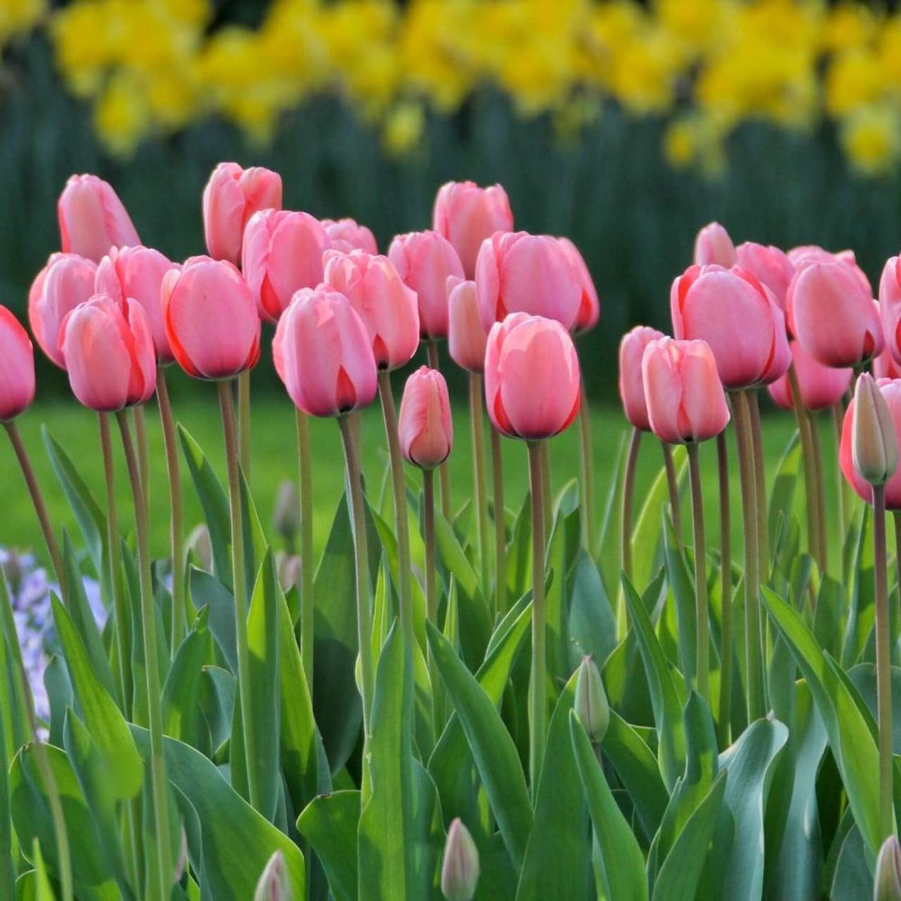 Tulip Tulipa spp. Seeds for Planting - Perfect for Flower Bed & Urban Garden