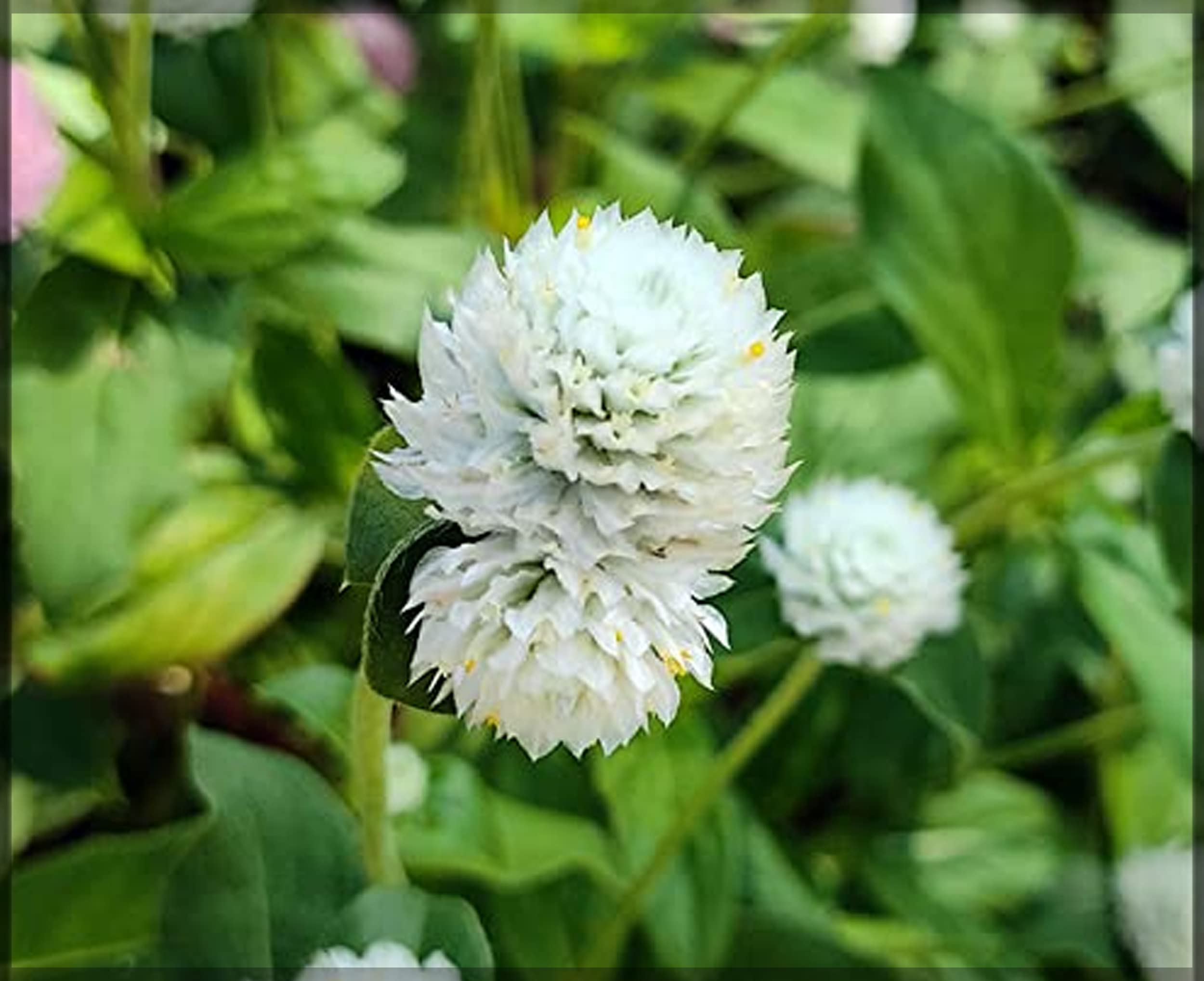 Gomphrena Higro White Seeds for Planting Elegant Globe Flowers