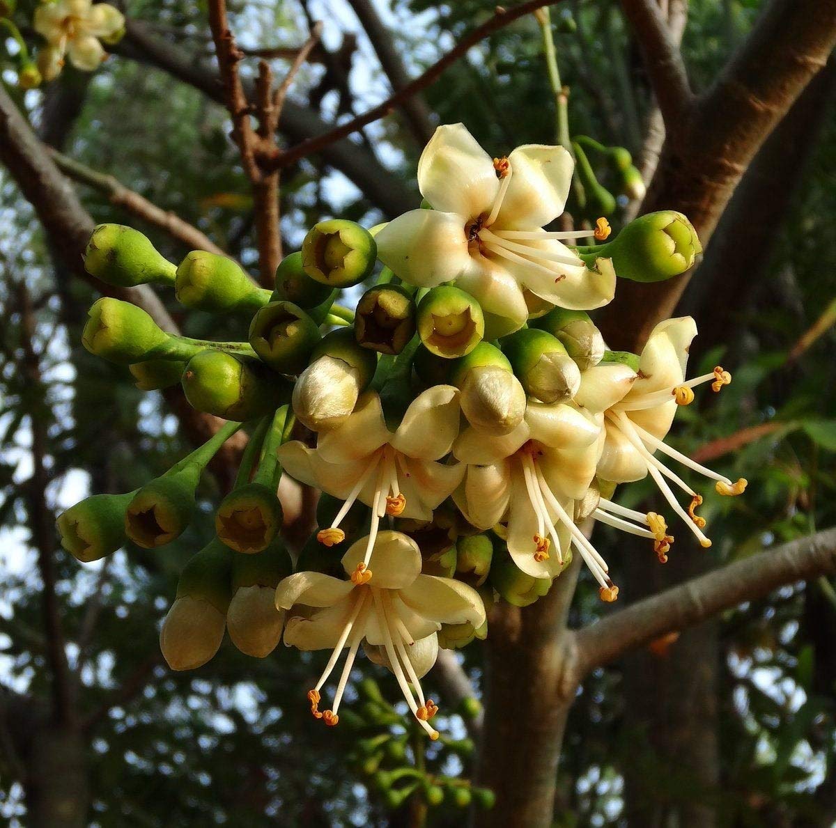 Pentandra Flower seeds for Planting - Cut Flower Favorite, Heirloom & GMO Free Seeds for Home Garden