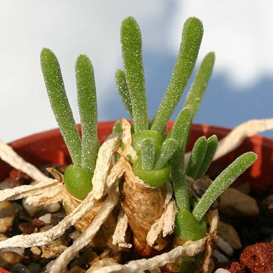 Monilaria Obconica Succulent Seeds for Planting Monilaria obconica for rock gardens and succulent collections