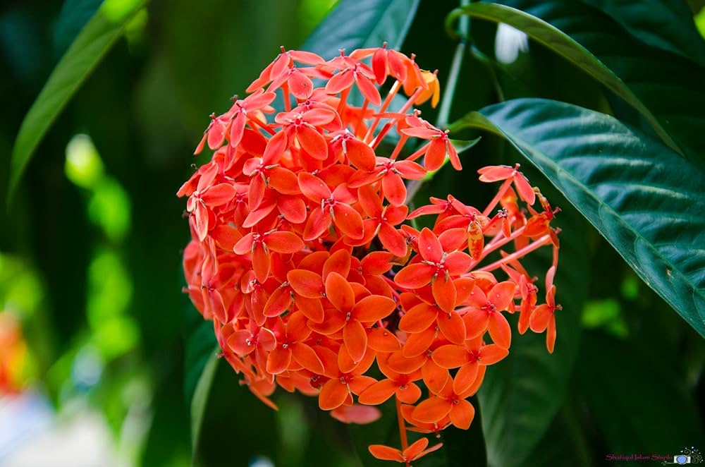 Ixora Flower Seeds for Planting Ixora Coccinea for Tropical Flower Beds