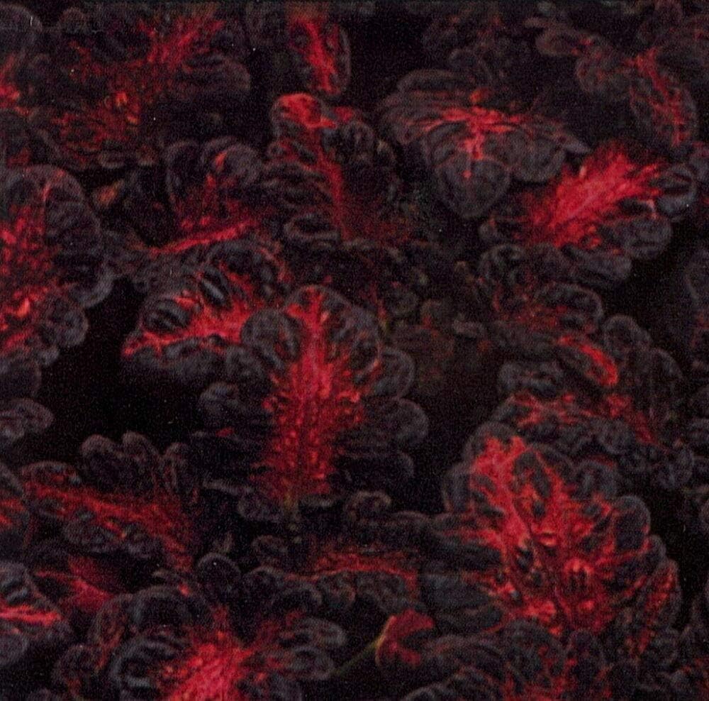 Black Dragon Coleus Best Selling