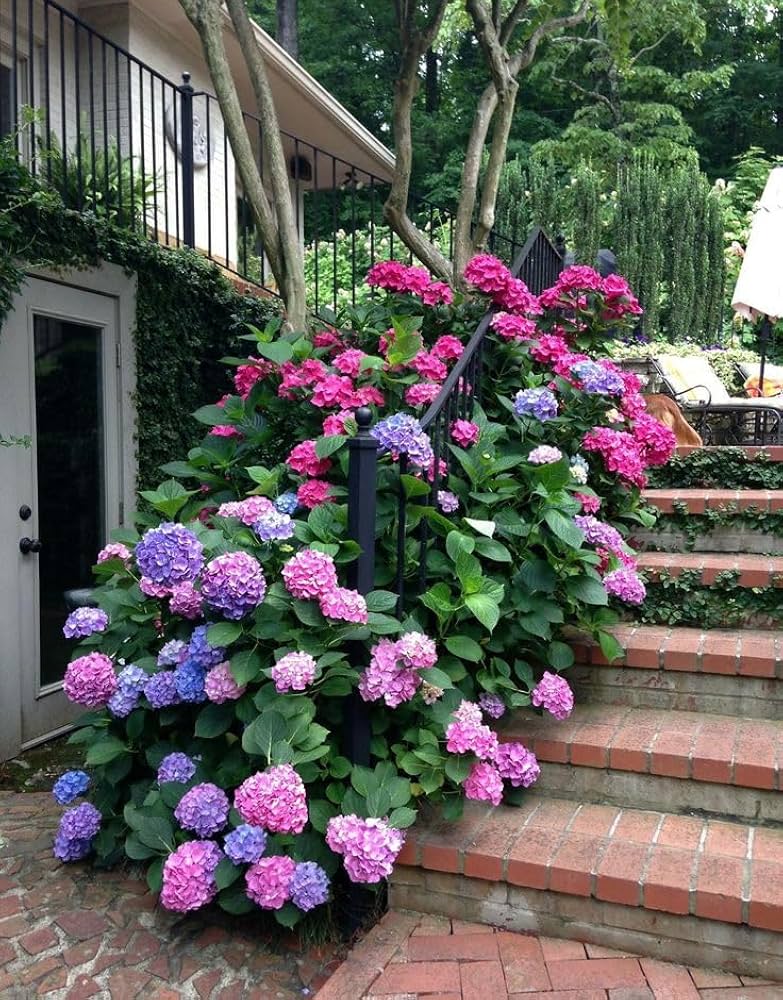Mixed Hydrangea Hydrangea spp. Flower Seeds for Planting in Flower Bed