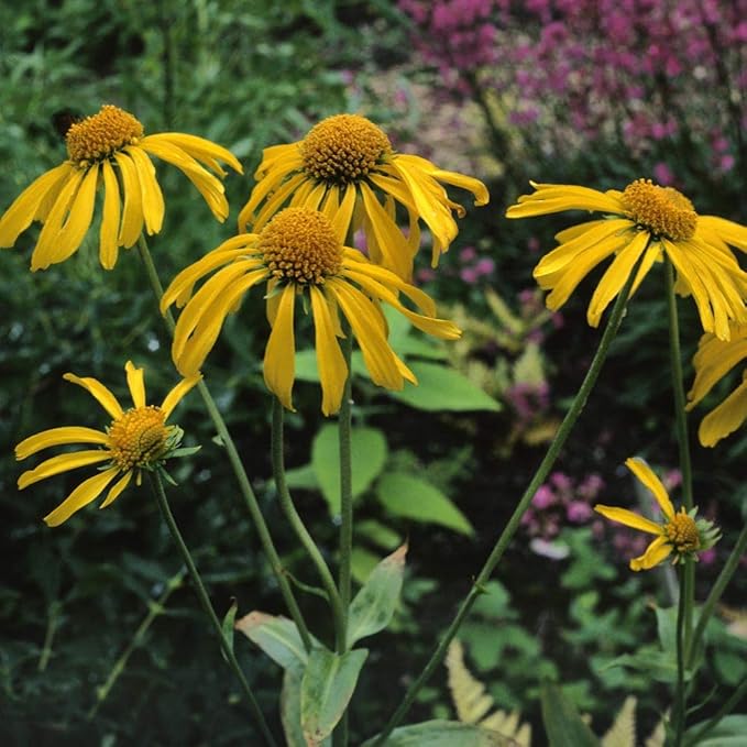 Helenium Hoopesii Golden Flower Seeds for Golden Helenium Blooms