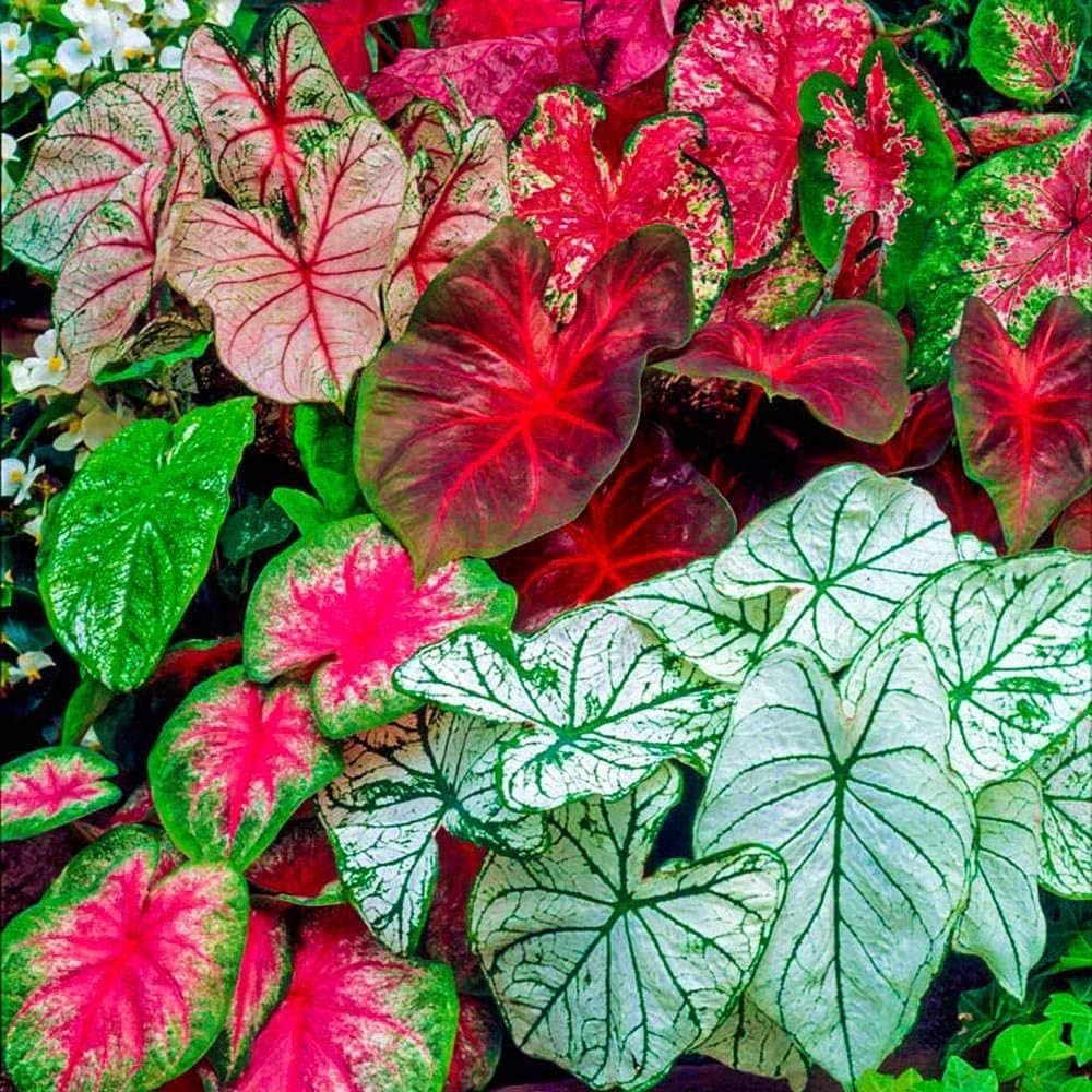 Mix Pink Caladium Flower seeds for Planting - Fragrant Blossoms, Heirloom & GMO Free Seeds for Home Garden