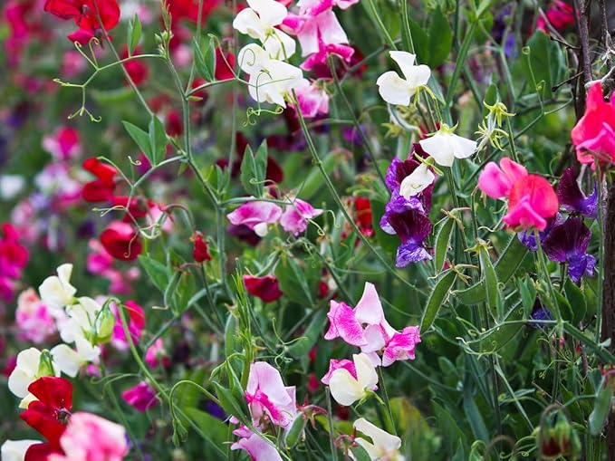 Mammoth Wahl Mix Sweet Pea Seeds for Fragrant Garden Flowers