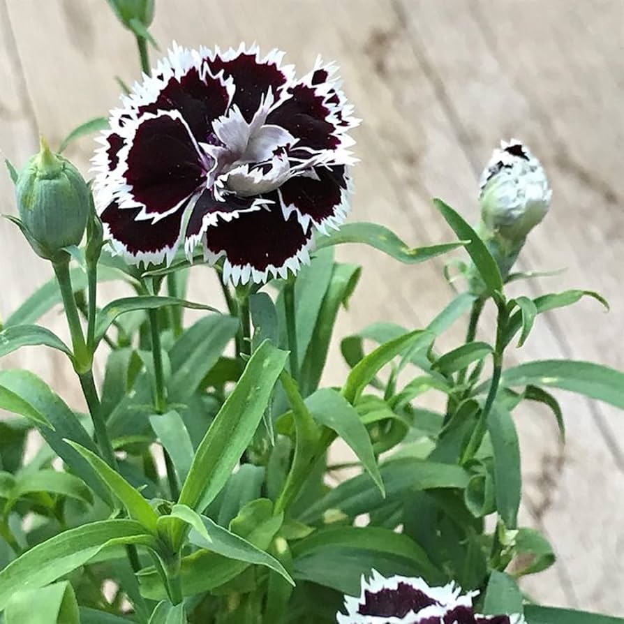 Dianthus Chianti Clove Flower seeds for Planting - Wildflower Mix, Heirloom & GMO Free Seeds for Home Garden