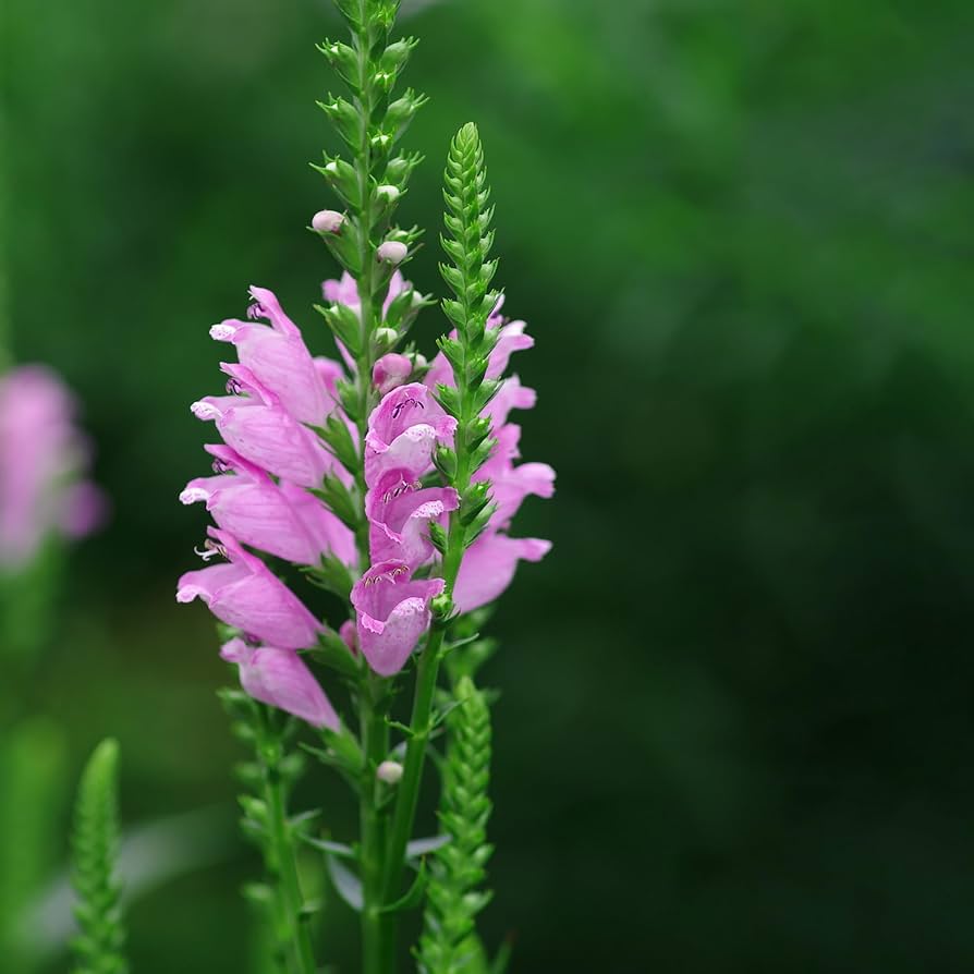 Gelenkblume Wildflower Epigaea repens Seeds for Planting - Perfect for Flower Bed & Urban Garden