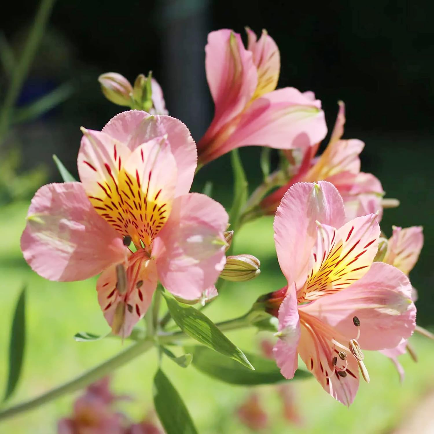 Peruvian Lily Alstroemeria spp. Flower Seeds for Planting in Flower Bed