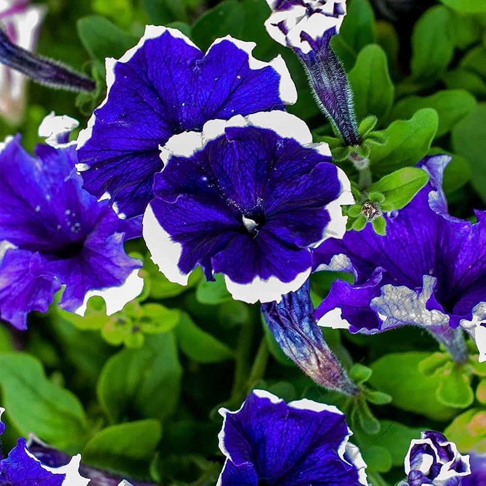 Petunia Pelletierte Frost Kirsche Petunia Samen