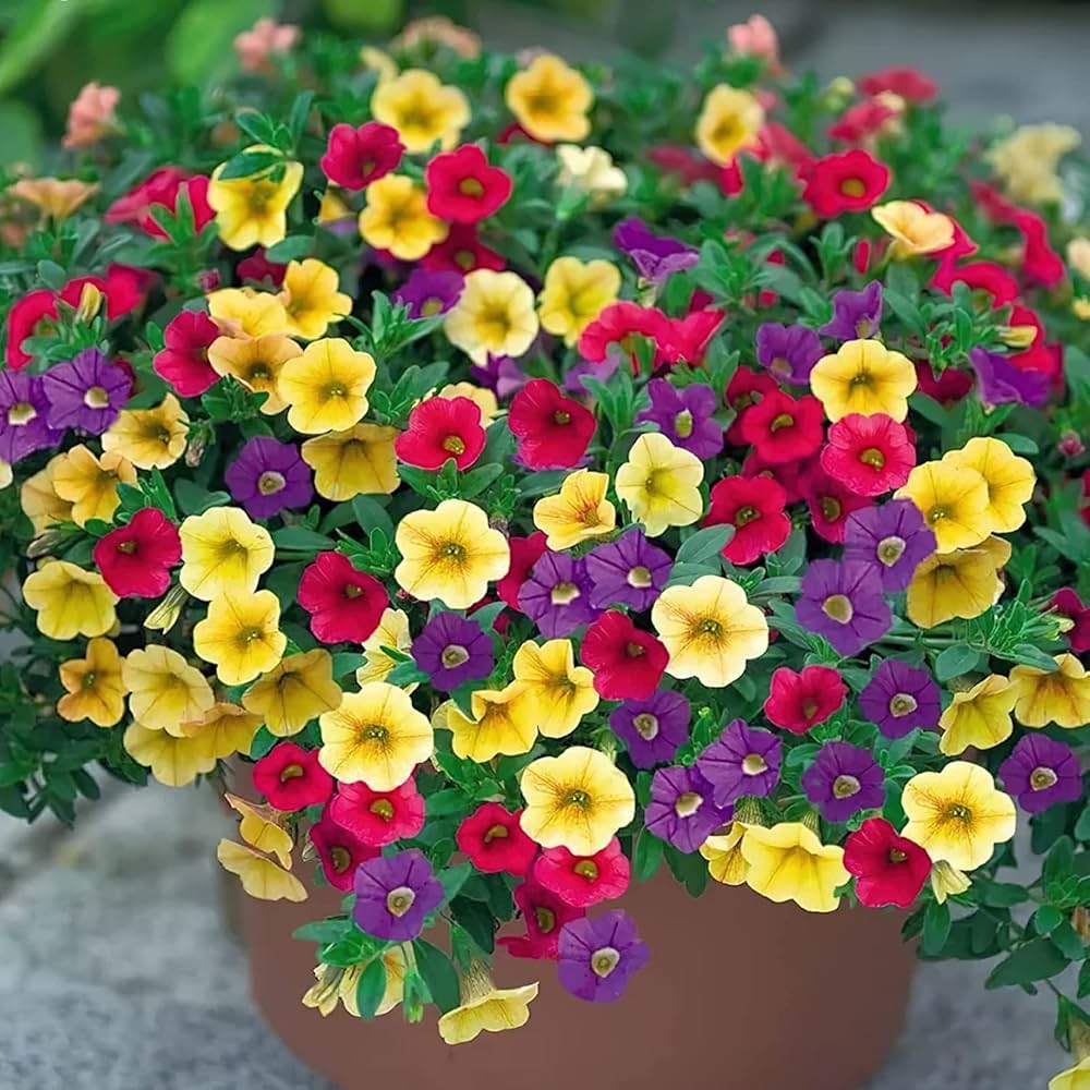 Tricolor Petunia Petunia spp. Seeds for Planting in Flower Bed