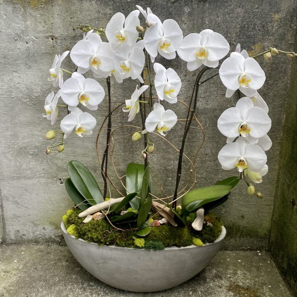 White Orchid Planting Seeds  Perfect for Serene White Blooms in Home Gardens