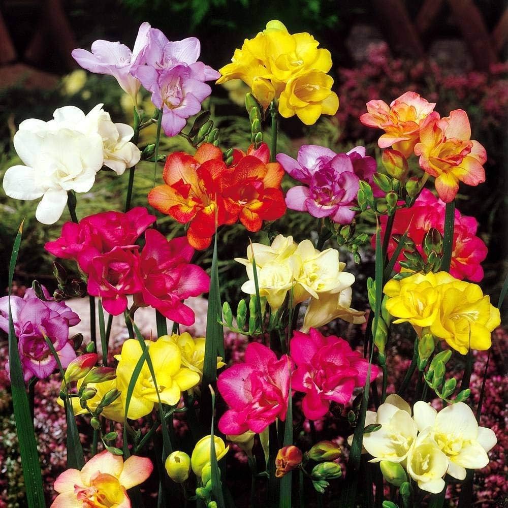 Mixed Freesia Flower seeds for Planting - Hardy Variety, Heirloom & GMO Free Seeds for Home Garden