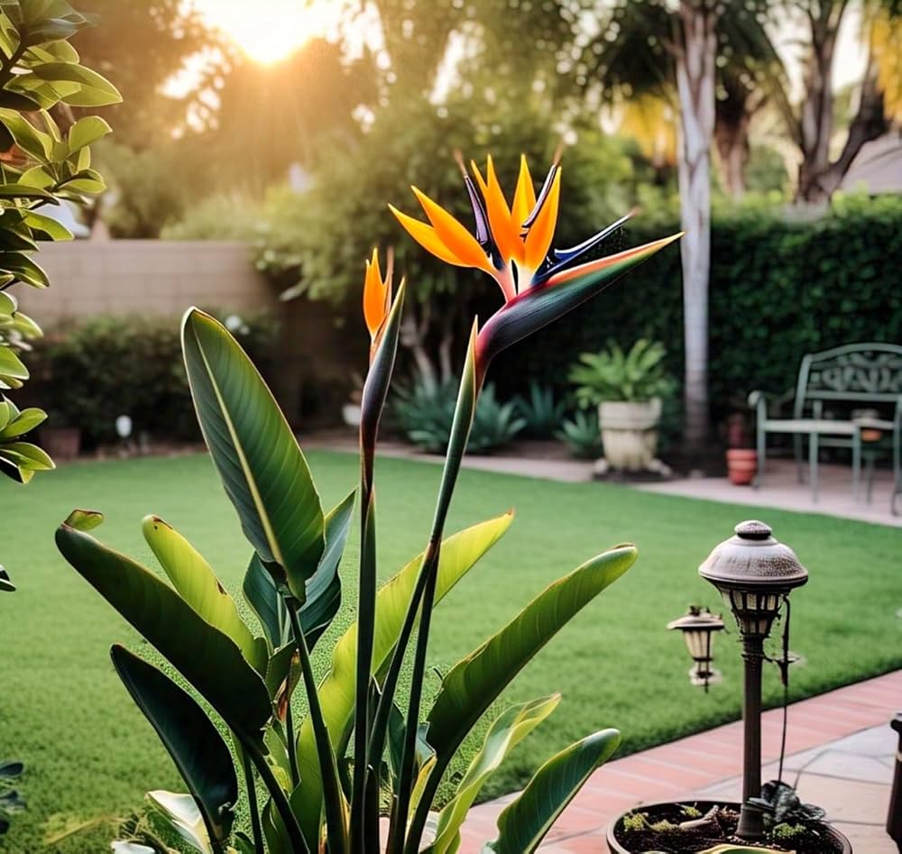 Bird of Paradise Seeds for Planting Strelitzia reginae for tropical gardens and indoor displays