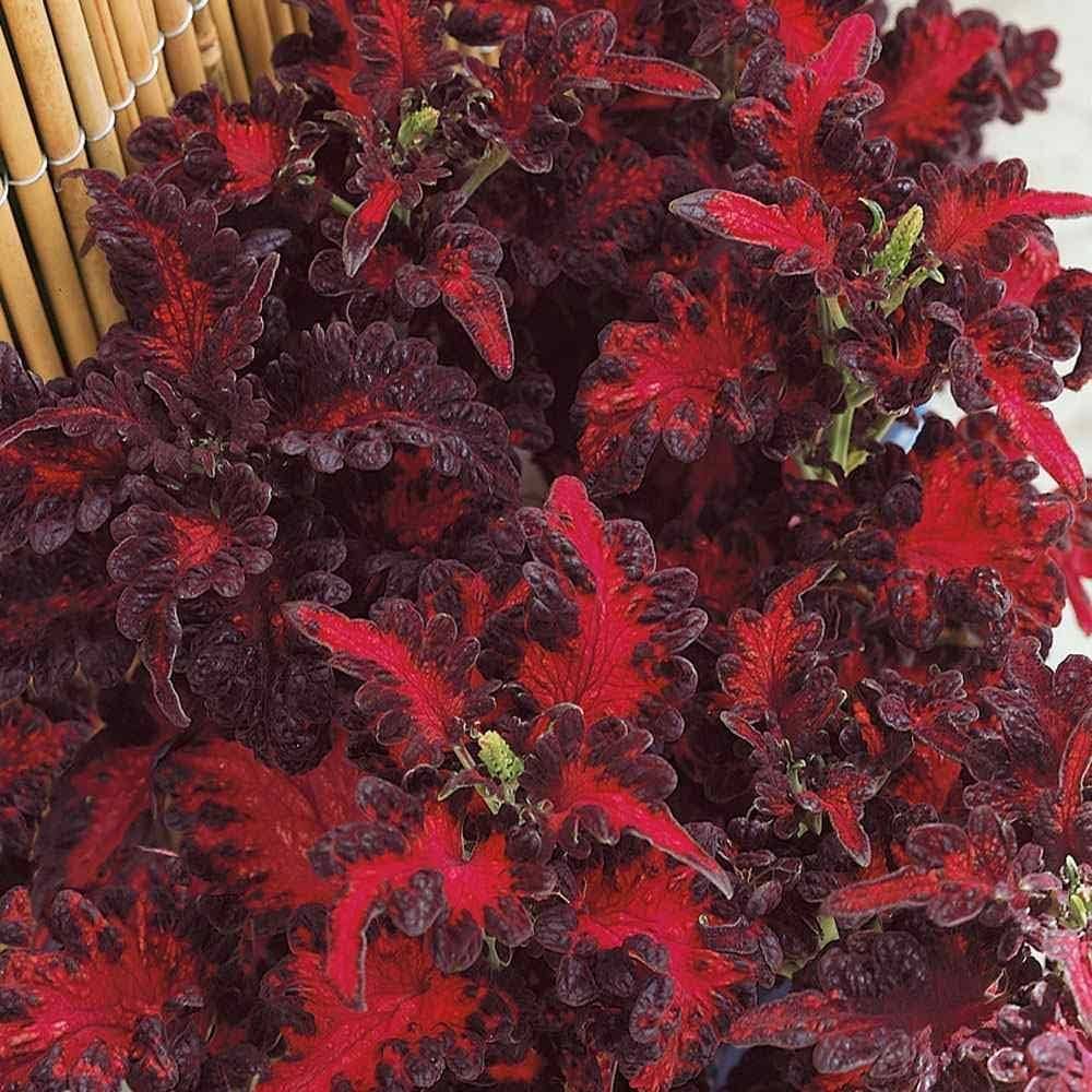 Black Dragon Coleus Flower seeds for Planting - Long Bloom Season, Heirloom & GMO Free Seeds for Home Garden