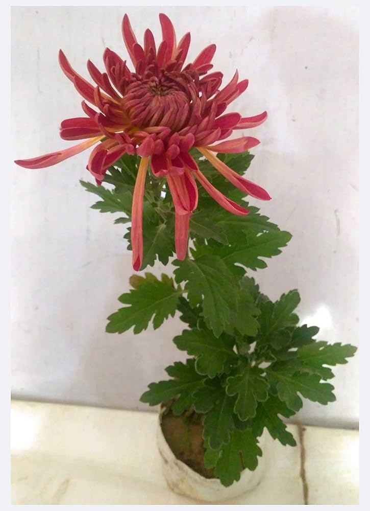 Japan Spider Chrysanthemum Flower Seeds