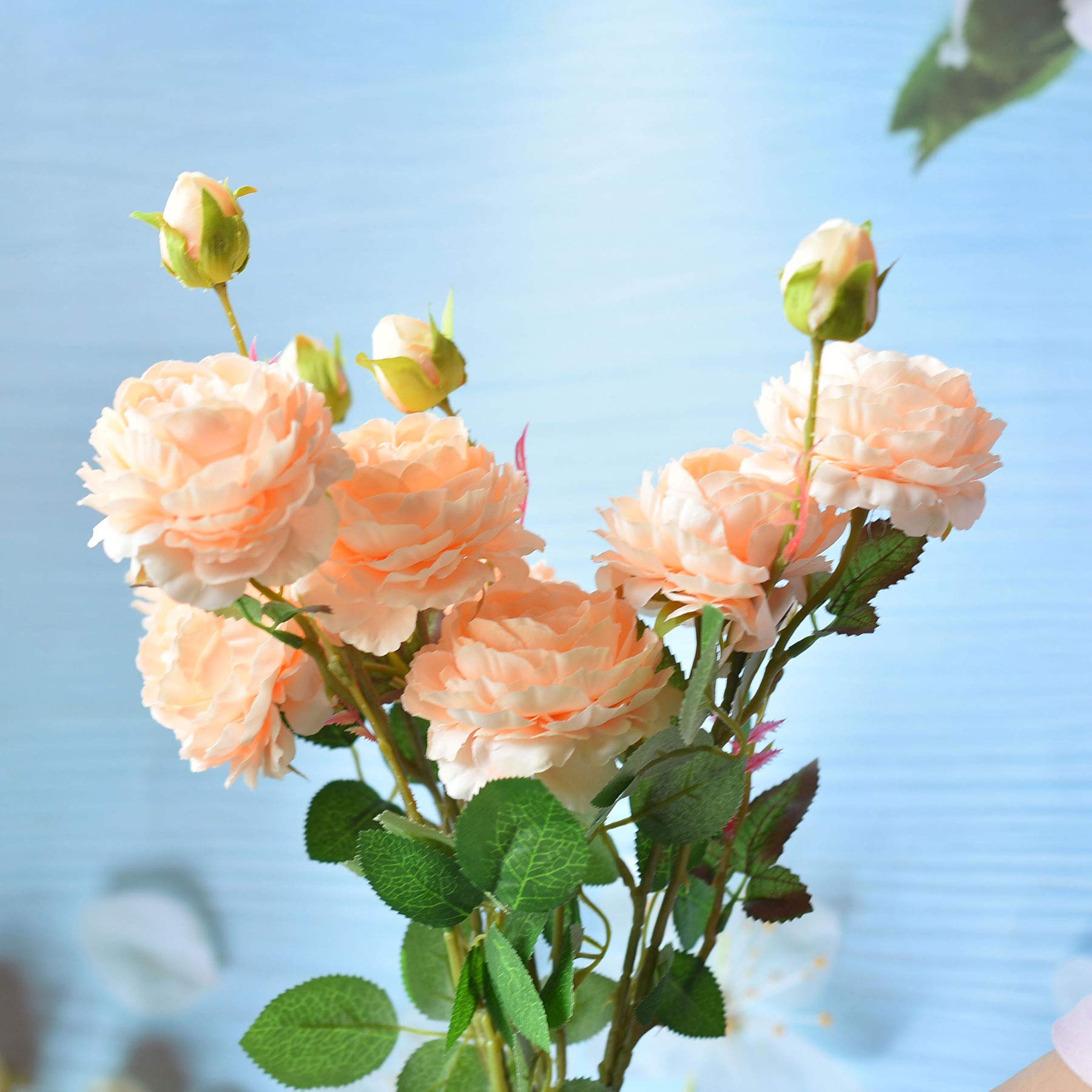 Cabbage Rose Rosa species Seeds for Planting in Flower Bed