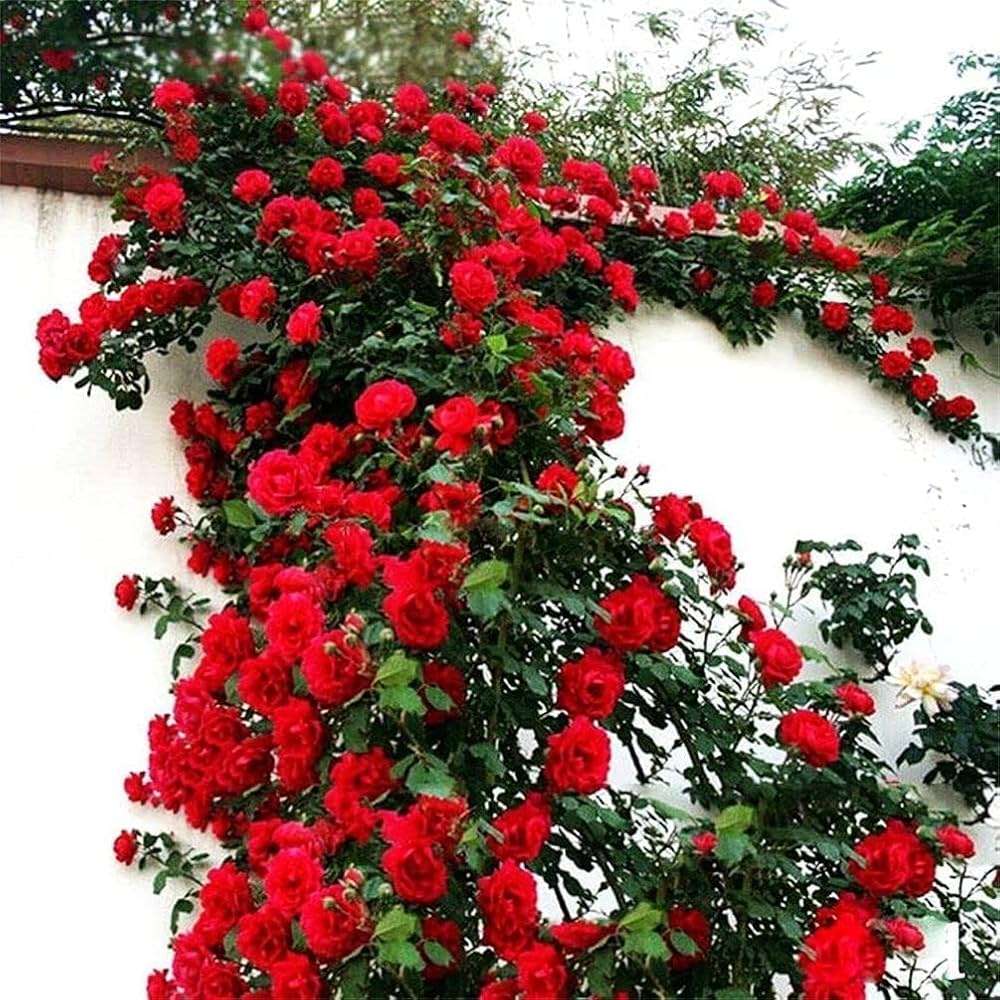 Red Climber Flower seeds for Planting - Easy to Grow, Heirloom & GMO Free Seeds for Home Garden