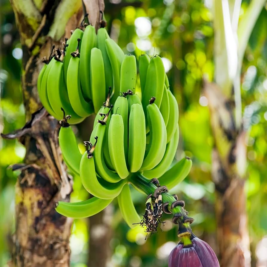 Snow Banana Musa spp. Seeds for Planting in Tropical Garden