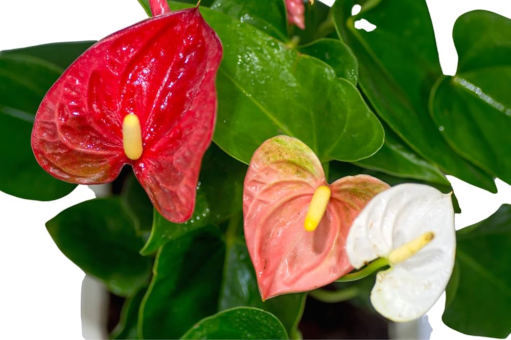 Red White Anthurium for Planting Cut Flower Favorite Heirloom & GMO Free Seeds for Home Garden
 
 Sale