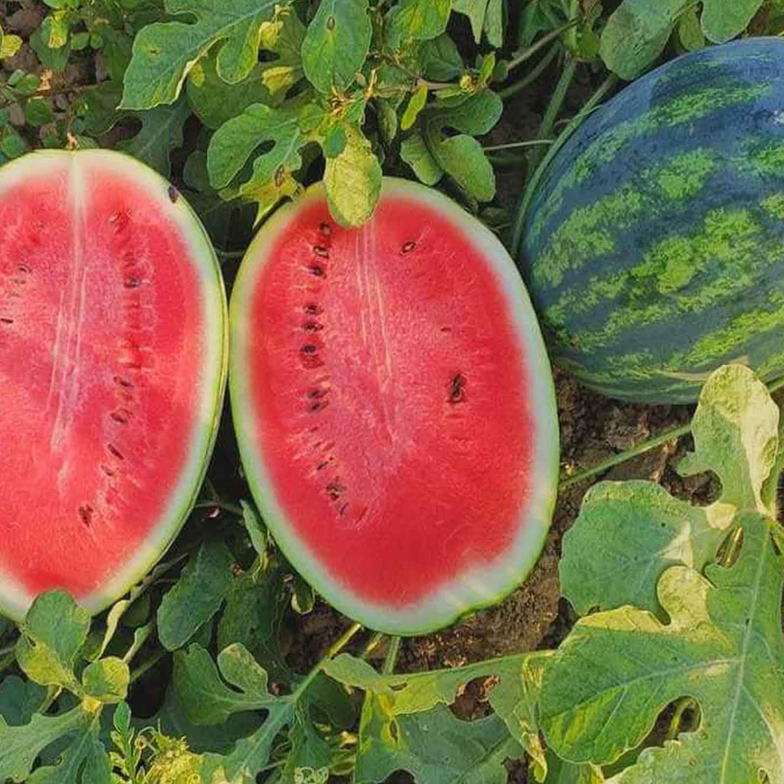 Wassermelone Fruit Seeds for Planting - Grow Your Own Juicy Watermelons