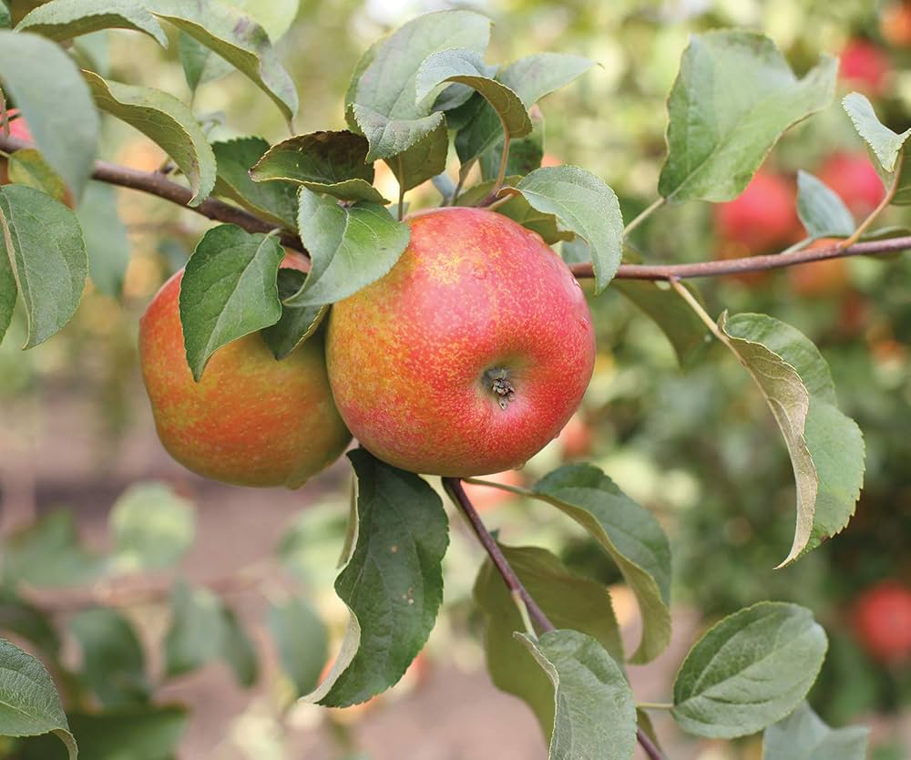 Apple Seeds for Planting Malus domestica for orchard rows and edible landscapes