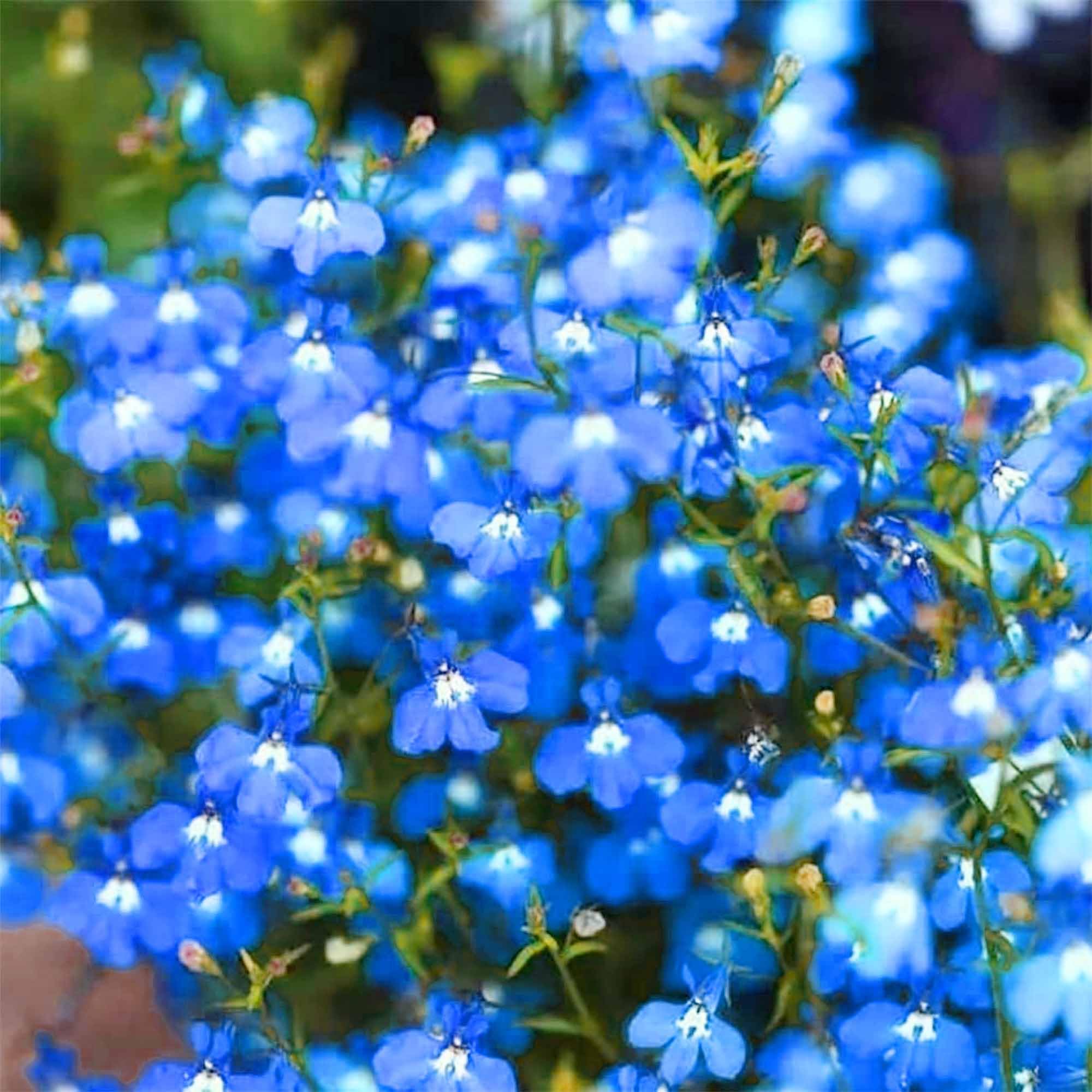 Lobelia Crest Blue White Seeds for Bright and Elegant Garden Flowers
