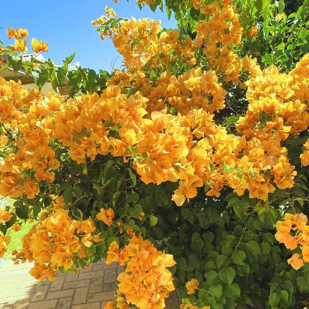 Bougainvillea Bougainvillea spp. Seeds for Planting - Perfect for Urban Garden & Flower Bed