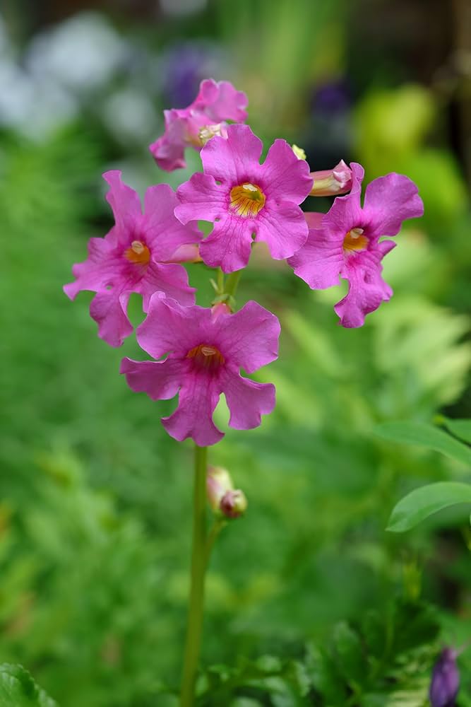 Incarvillea Delavayi Flower seeds for Planting - Shade Tolerant, Heirloom & GMO Free Seeds for Home Garden