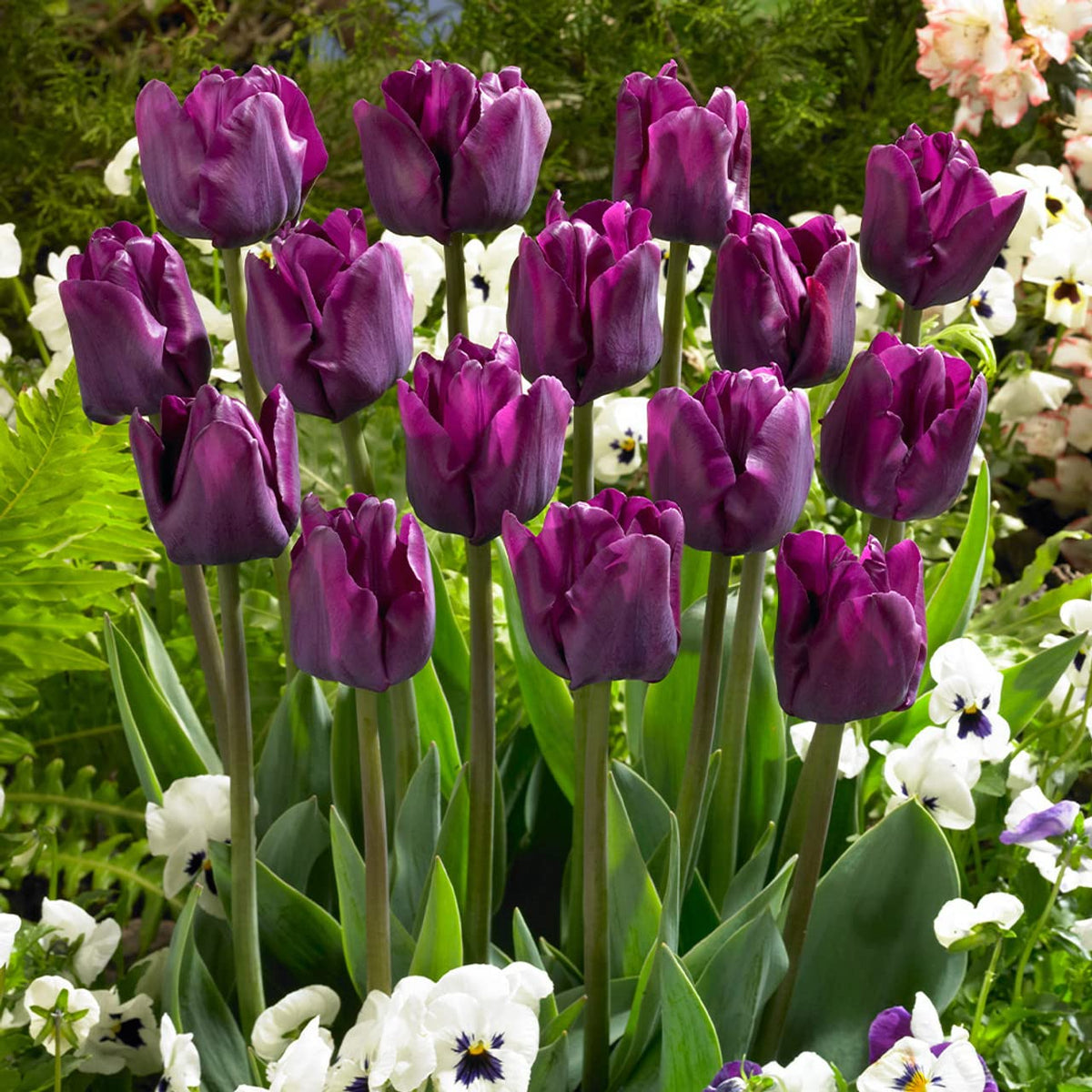 Purple (Purple Tulip) seeds for planting in home garden