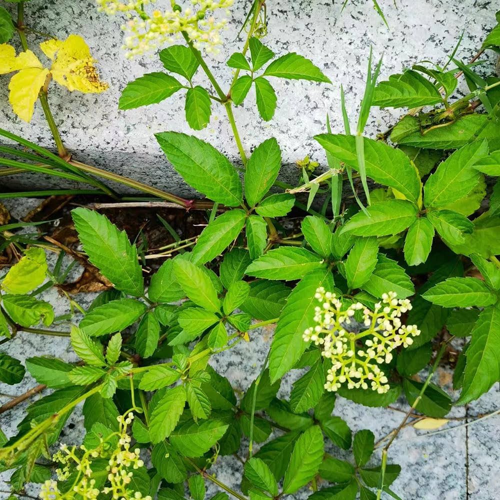 Gynostemma Pentaphyllum Gynostemma pentaphyllum Seeds for Planting in Herb Garden