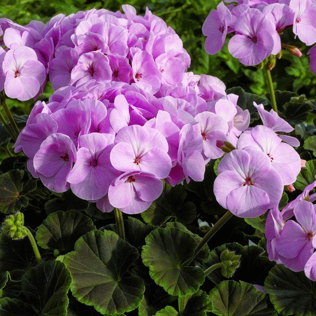 Light Purple Climbing Geranium Flower Seeds for Planting Hardy Variety Heirloom & GMO Free Seeds for Home Garden
 
 Sale