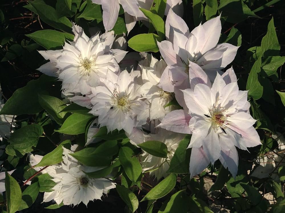 Hardy Clematis Floral Columbine Clematis spp. Seeds for Planting in Garden