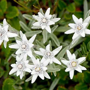Edelweiss Leontopodium alpinum Flower Seeds for Planting in Alpine Garden