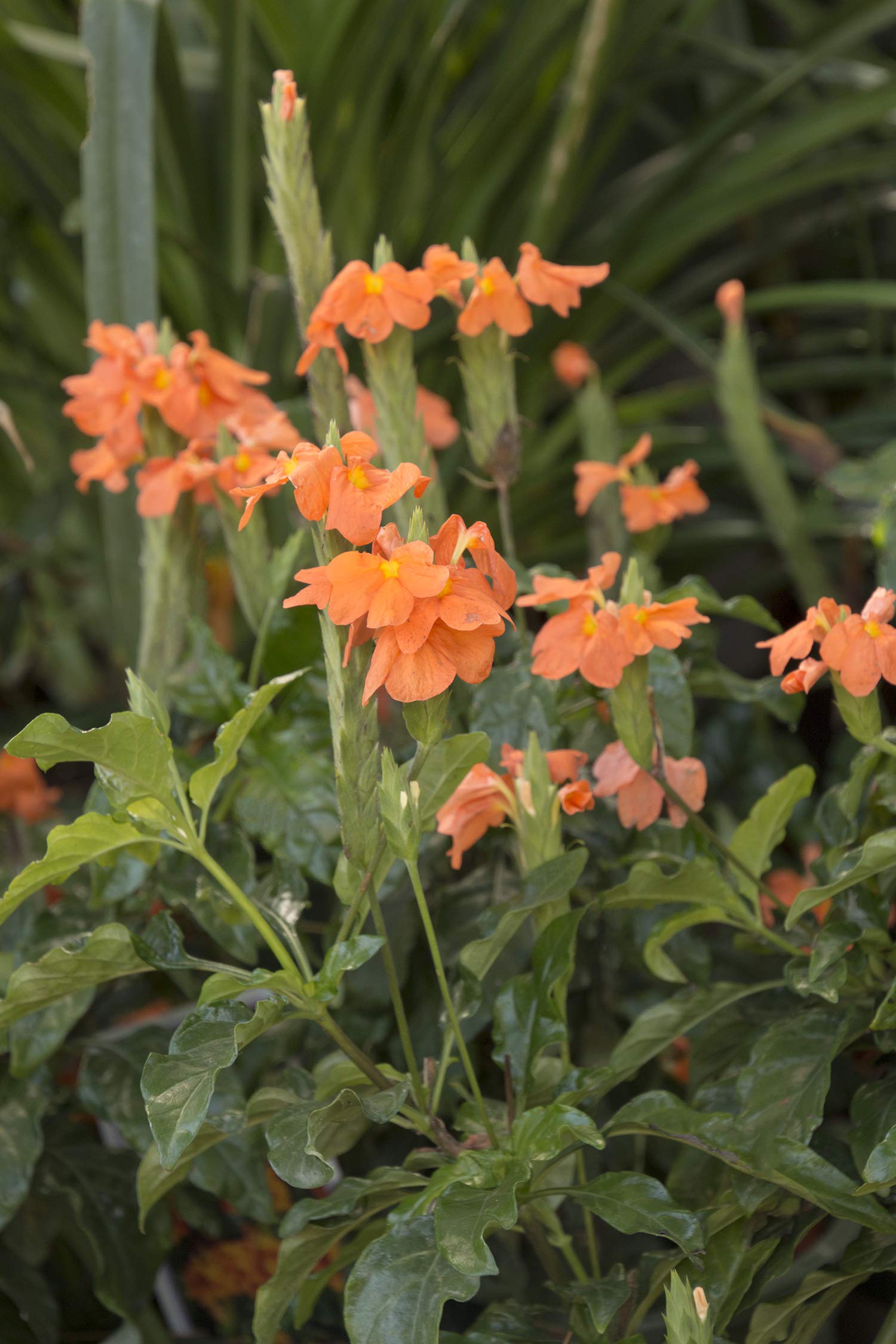 Crossandra Semi Flower Seeds Planting Guide for Vibrant Blooms and Lush Greenery