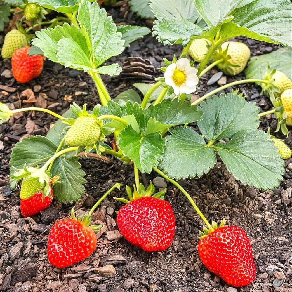 Strawberry Planting Seeds for Lush Garden Fruits - Easy to Grow