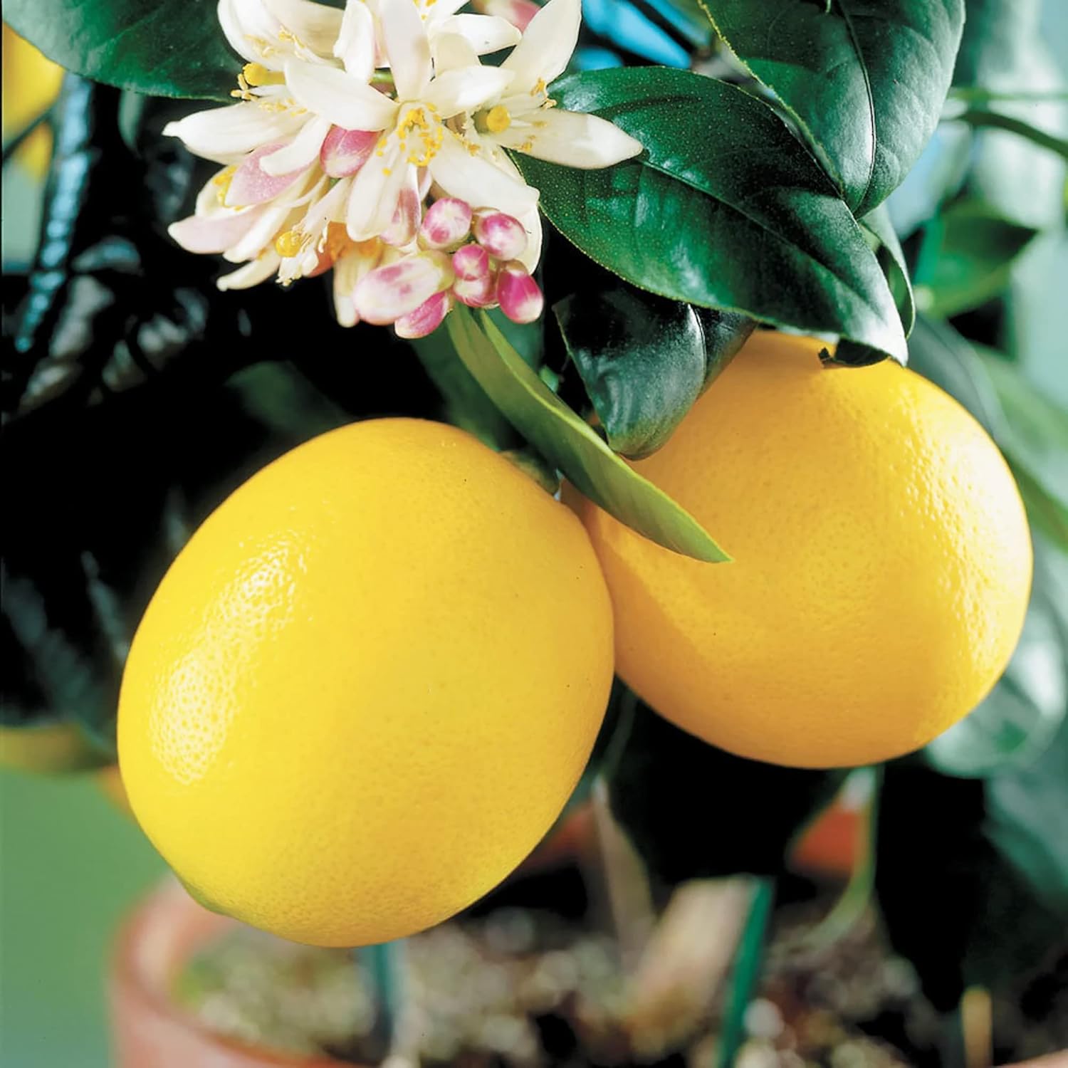 Meyer Dwarf Lemon Tree Seeds Fragrant Broadleaf Evergreen Low Maintenance Attract Bees &