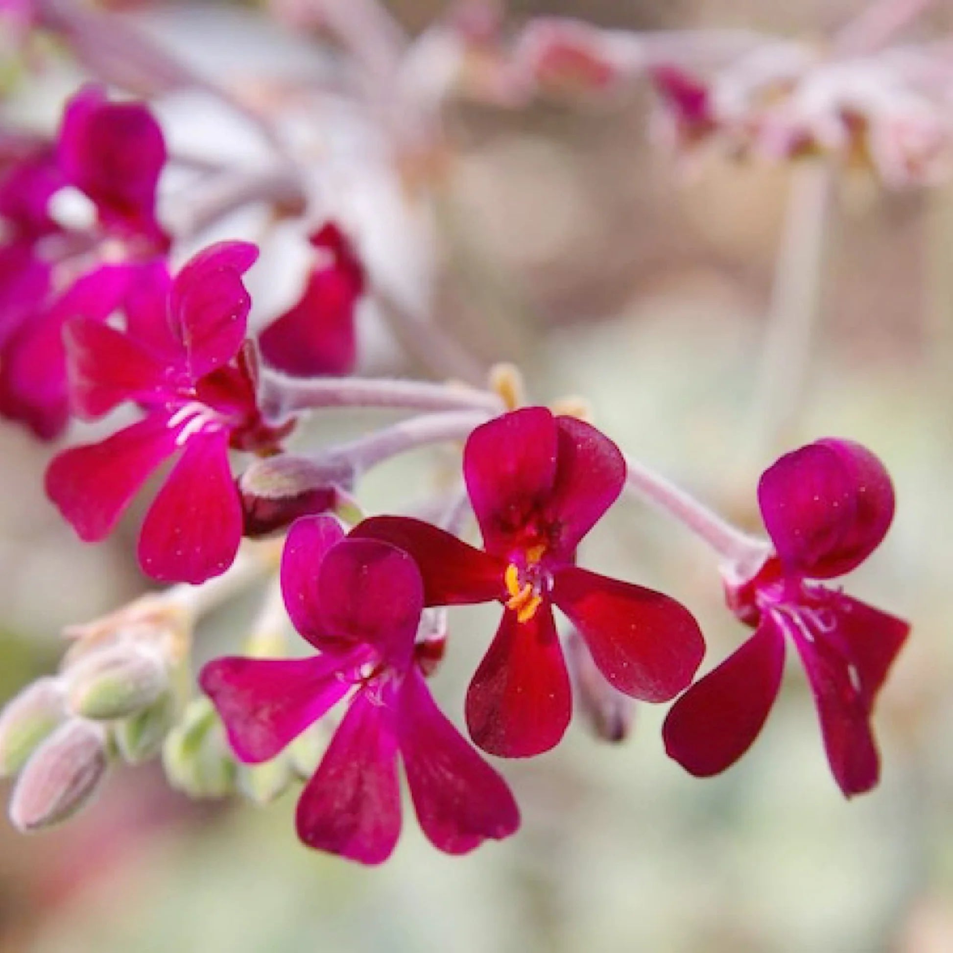 Pelargonium Sidoides Flower Planting Seeds  Ideal for Stunning Gardens - Evergrowseeds