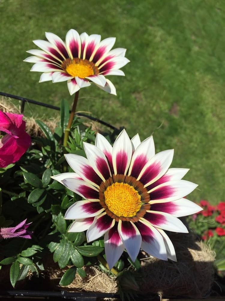 Gazania rigens for planting in flower bed