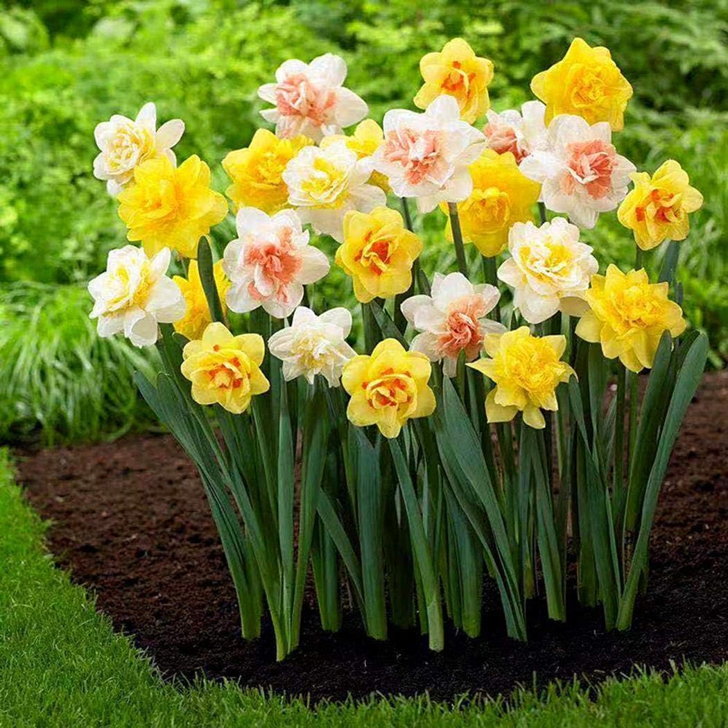 White Violet Dahlia Flower Seeds for Planting Shade Tolerant Heirloom & GMO Free Seeds for Home Garden
 
 Sale for planting in home garden