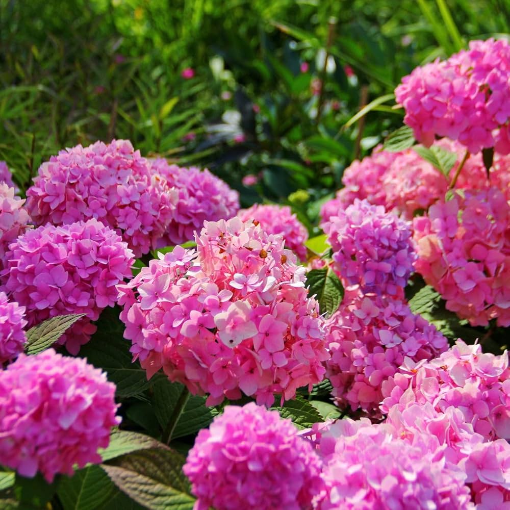 Hydrangea Macrophylla Mixed Flower Seeds