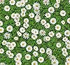Creeping Daisy Bellis perennis Flower Seeds for Planting in Flower Bed & Garden