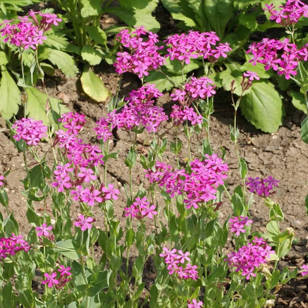 Catchfly Silene Armeria Seeds for Planting - Ideal for Flower Bed & Wildflower Garden