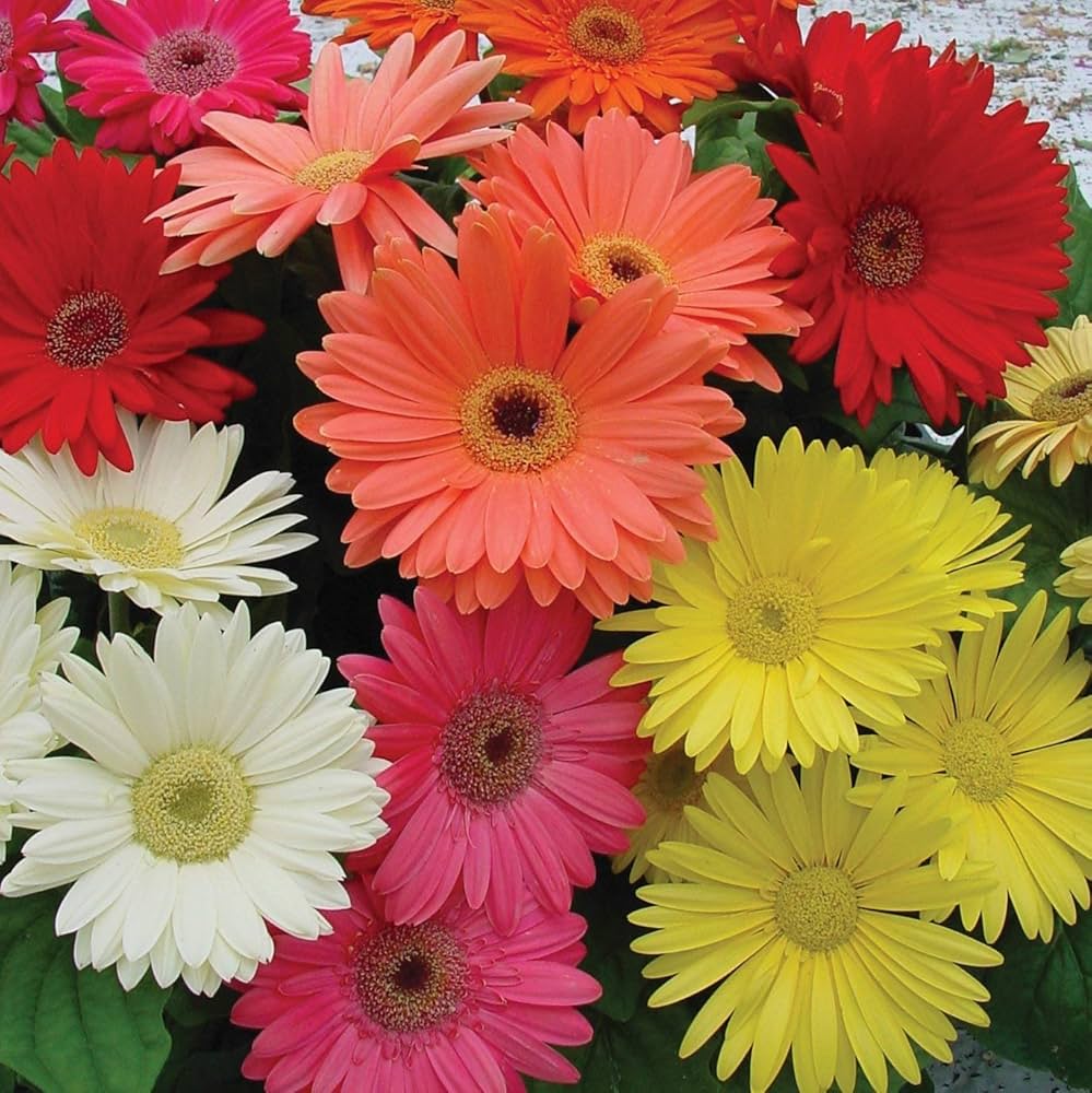 Hot Gerbera Seeds Chrysanthemum for Bold, Colorful Flower Blooms