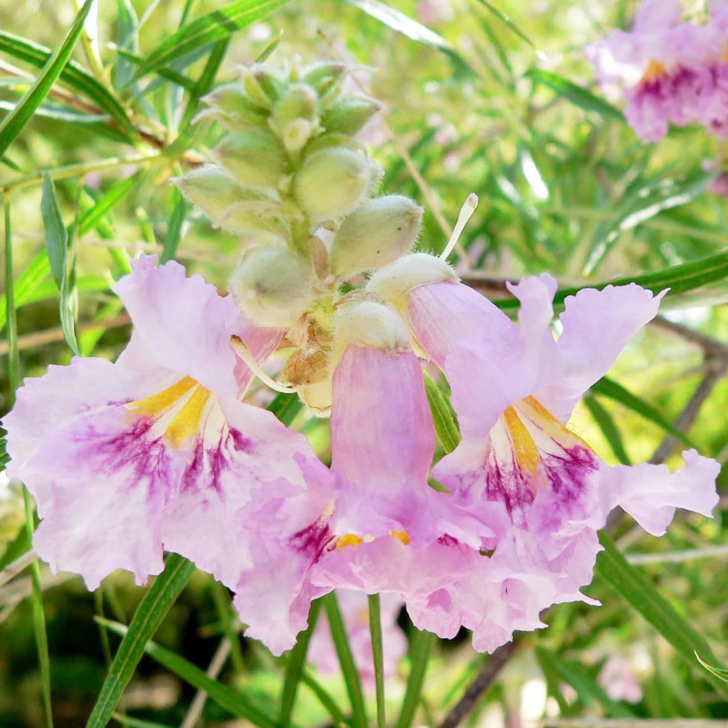 Desert Willow Deciduous Shrub Seeds Chilopsis Linearis Easy To Maintain Non-Gmo Ornamental